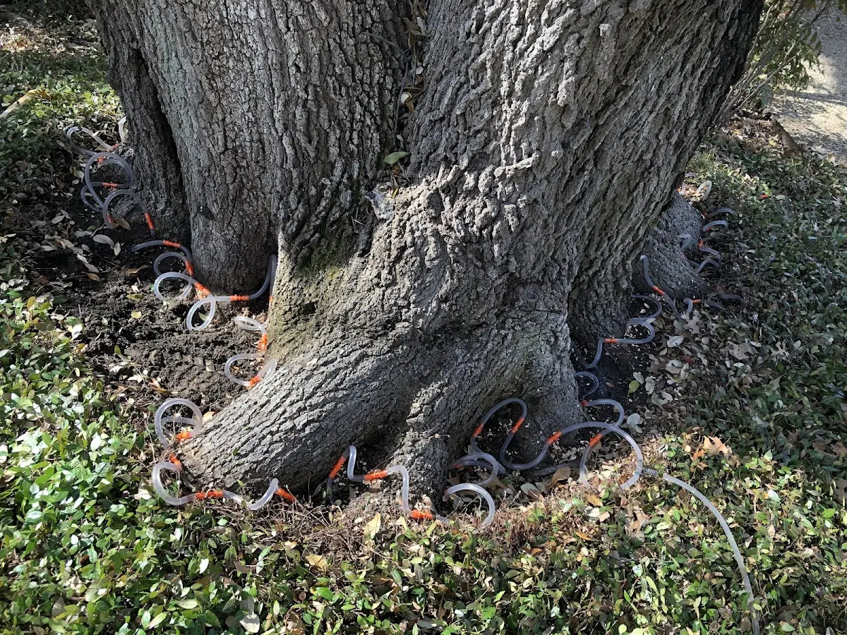 Detailed Tree Cabling and Bracing job site in Matamoras