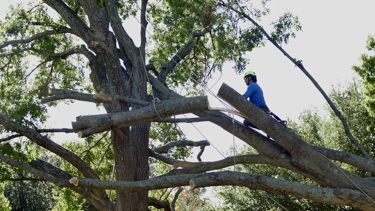 Professional Hazardous Tree Removal performed by certified arborists in Matamoras